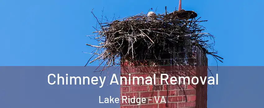 Chimney Animal Removal Lake Ridge - VA