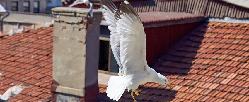 Residential Chimney Animal Removal Solution in Lake Ridge, VA