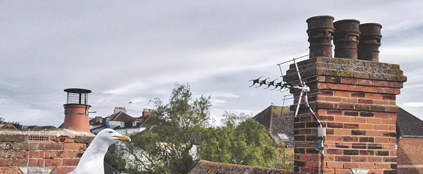 Chimney Cleaning And Restoration in Lake Ridge, Virginia